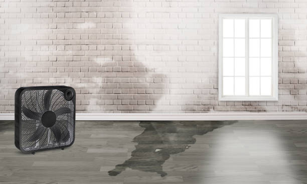 Best Water damage restoration insurance claims  in Woodsville, NH